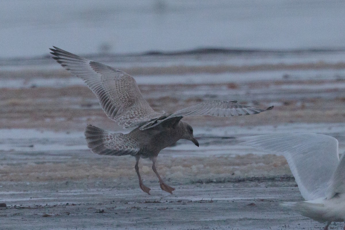 American Herring x Glaucous Gull (hybrid) - ML643815575