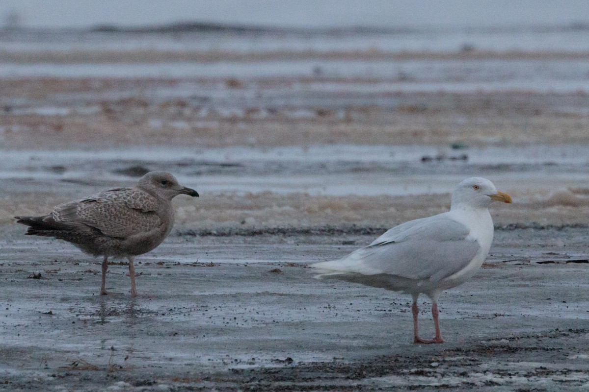 American Herring x Glaucous Gull (hybrid) - ML643815576