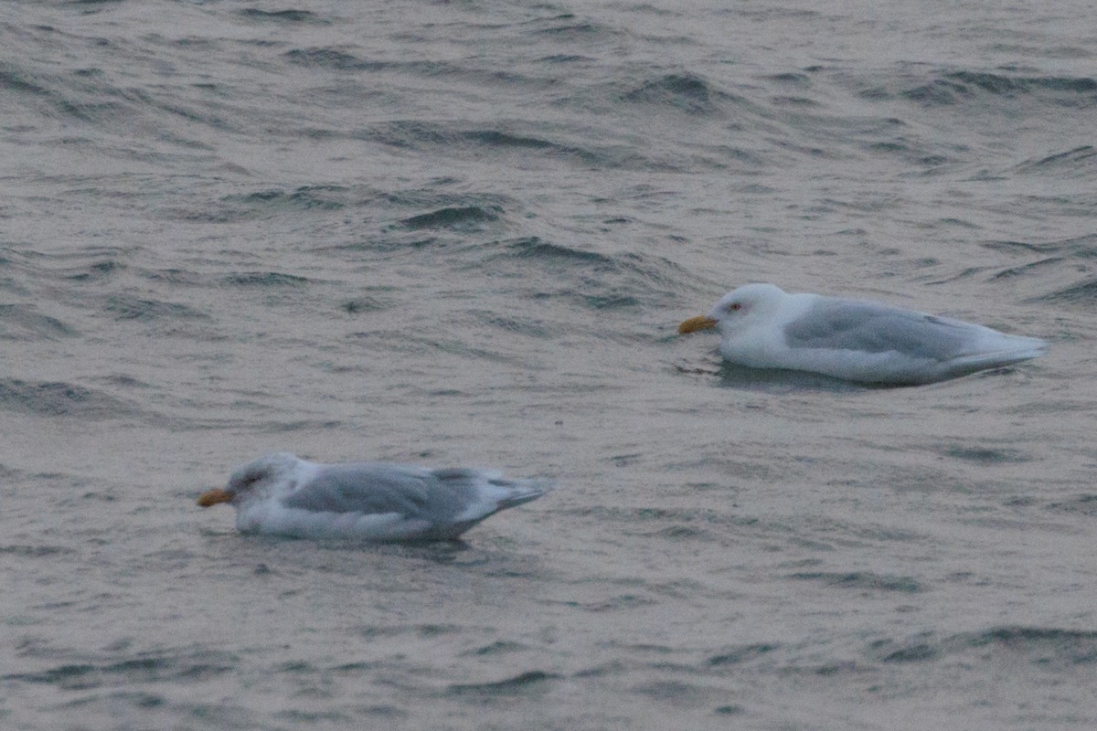 American Herring x Glaucous Gull (hybrid) - ML643815604