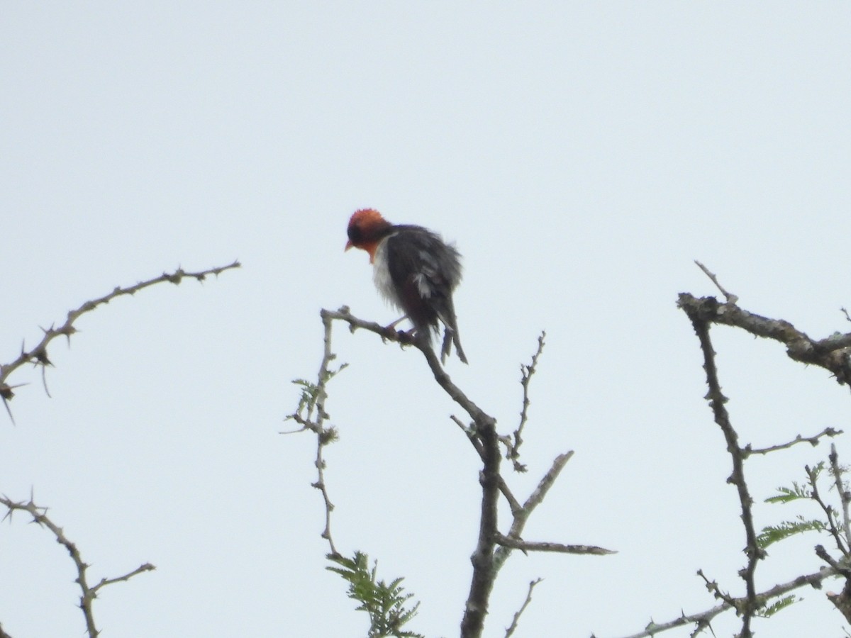 Red-headed Weaver - ML643815609