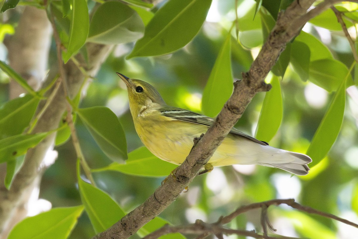 Blackpoll Warbler - ML643815615