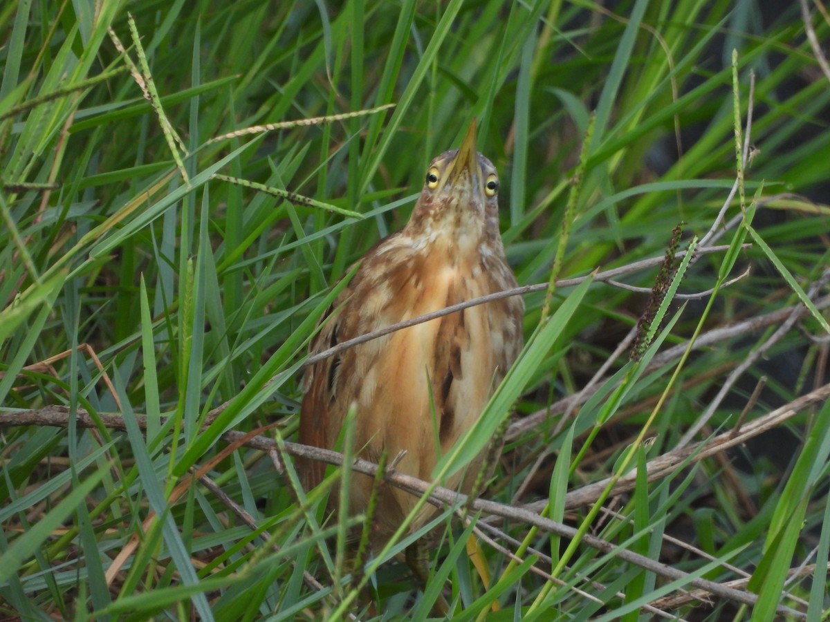 Cinnamon Bittern - ML643815654