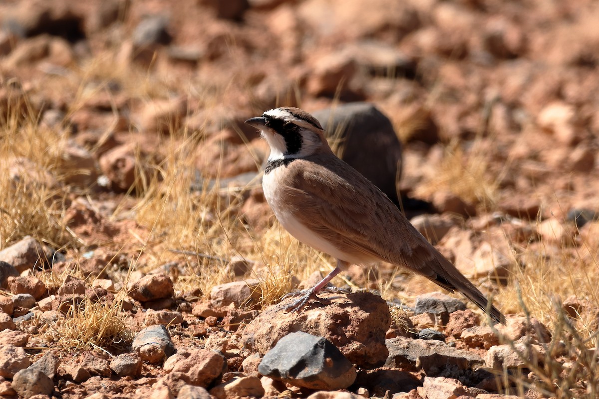 Temminck's Lark - ML643815676