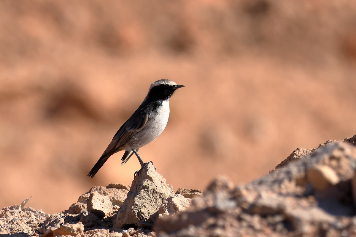 Red-rumped Wheatear - ML643815684