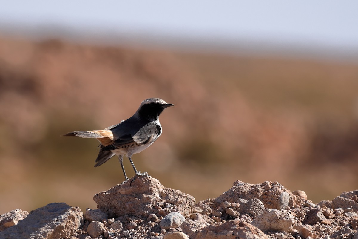 Red-rumped Wheatear - ML643815685