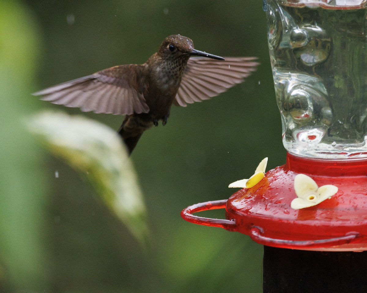 Bronzy Inca - ML643815686