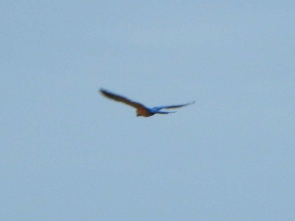 Blue-and-yellow Macaw - ML643815695