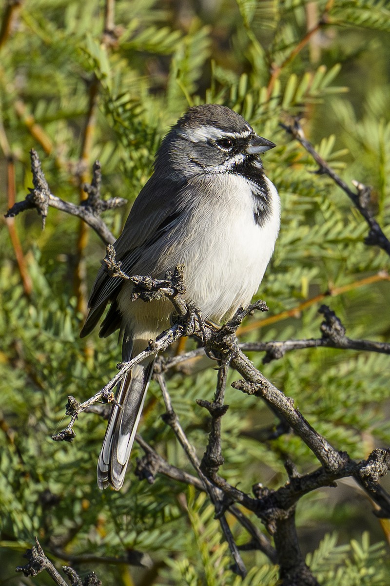 Black-throated Sparrow - ML643815714