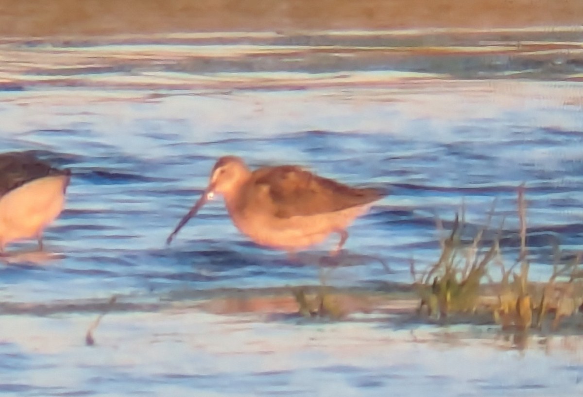 Long-billed Dowitcher - ML643815748