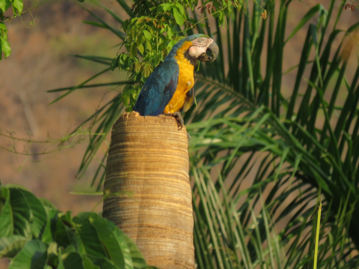 Blue-and-yellow Macaw - ML643815774
