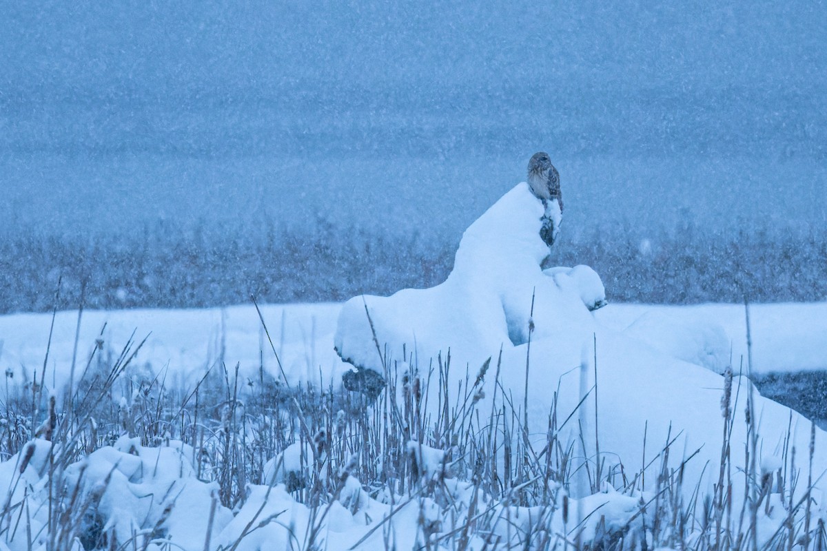 Short-eared Owl - ML643815786