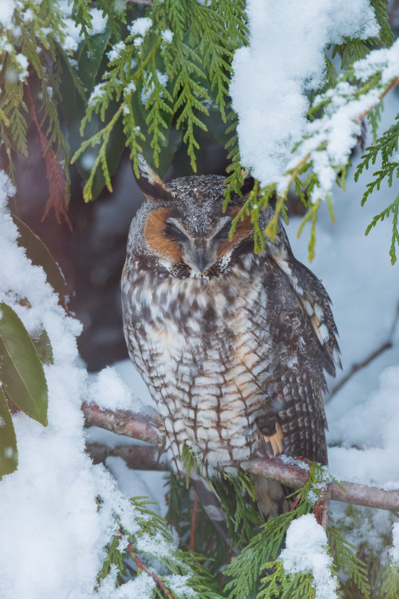 Long-eared Owl - ML643815791