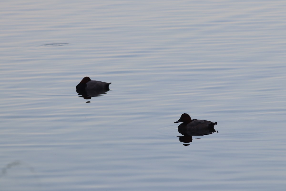 Common Pochard - ML643815795