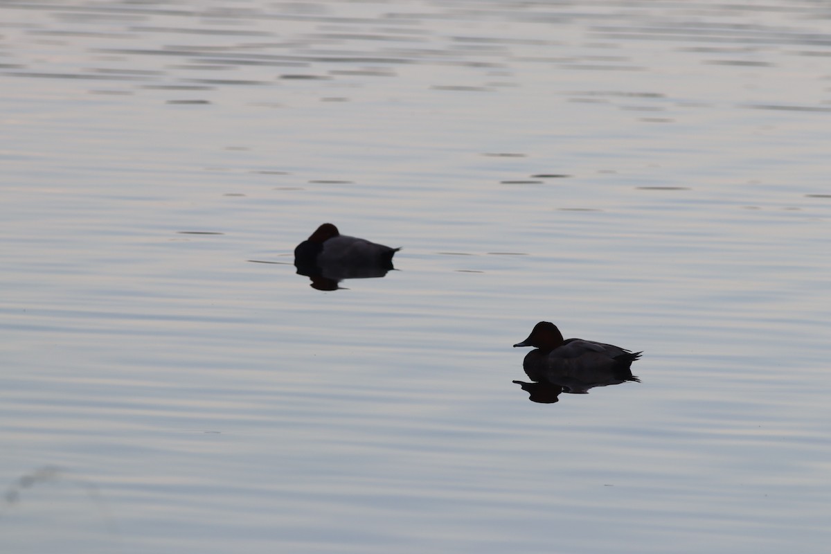 Common Pochard - ML643815796