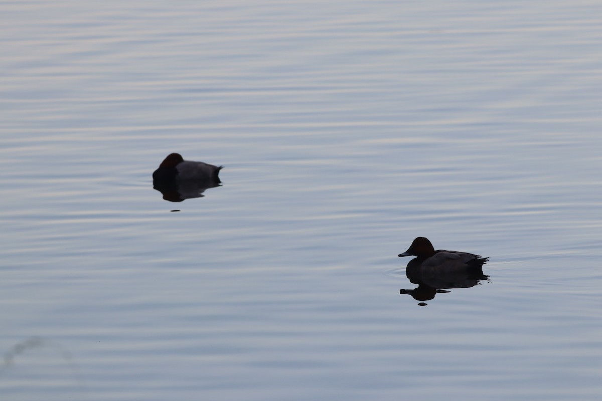 Common Pochard - ML643815797