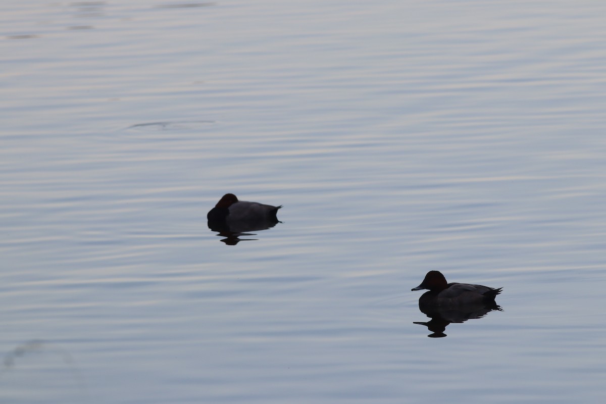 Common Pochard - ML643815798