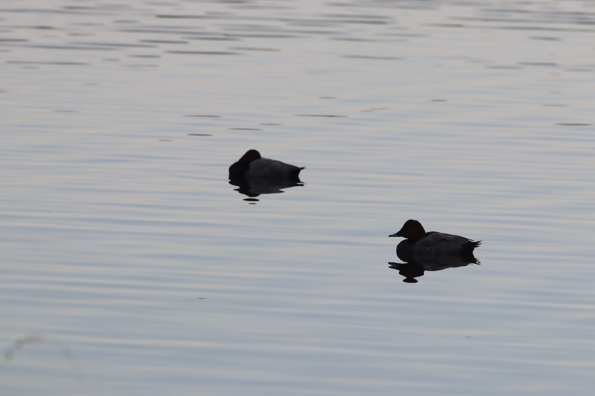 Common Pochard - ML643815799