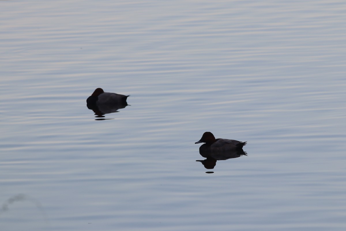 Common Pochard - ML643815800