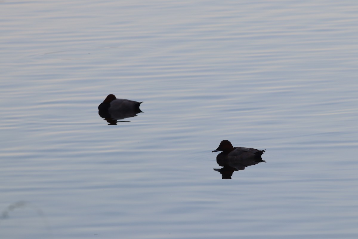 Common Pochard - ML643815801