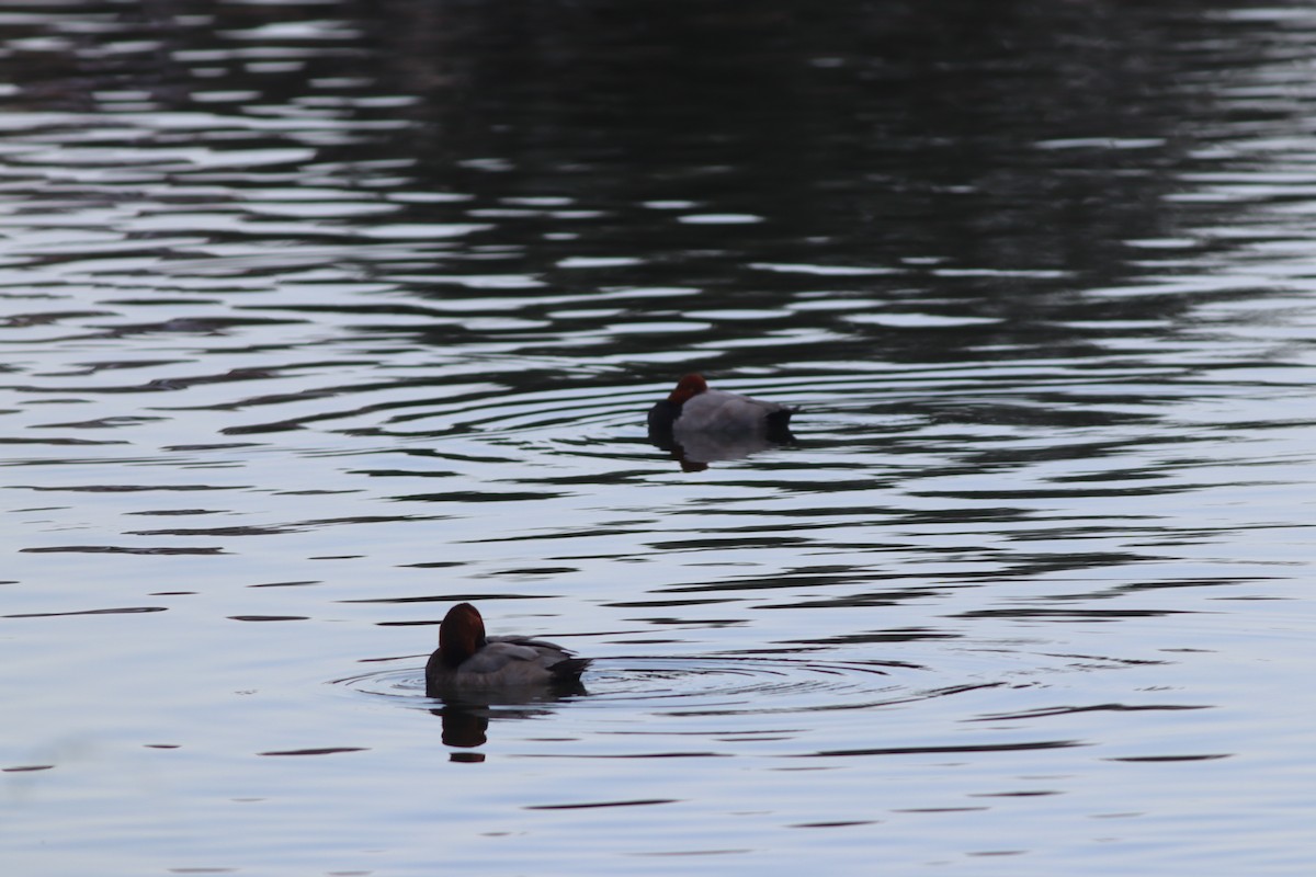 Common Pochard - ML643815802