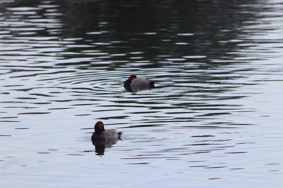 Common Pochard - ML643815803