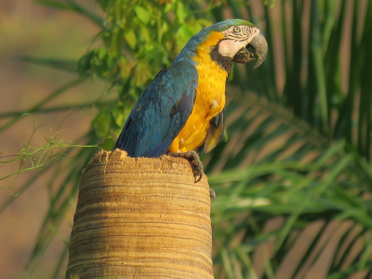 Blue-and-yellow Macaw - ML643815805