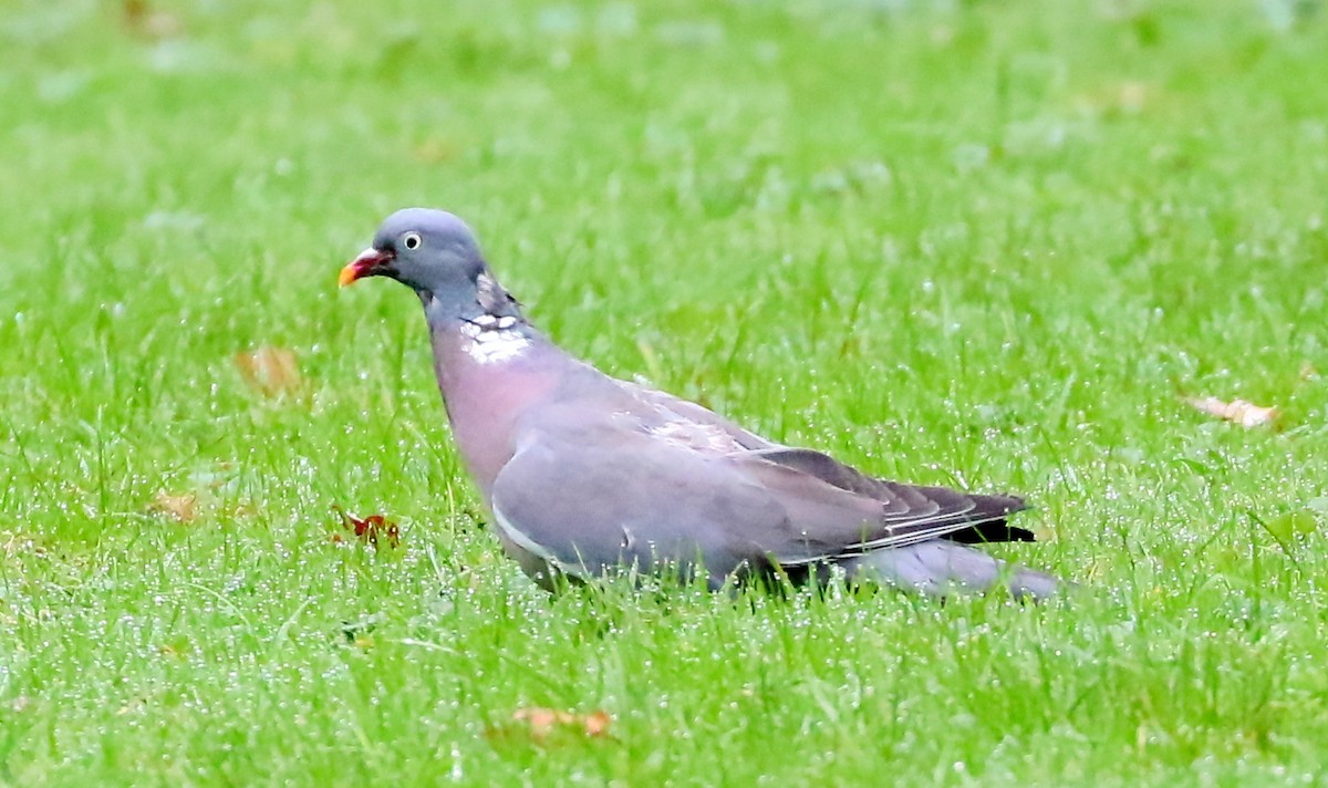 holub hřivnáč - ML643815812