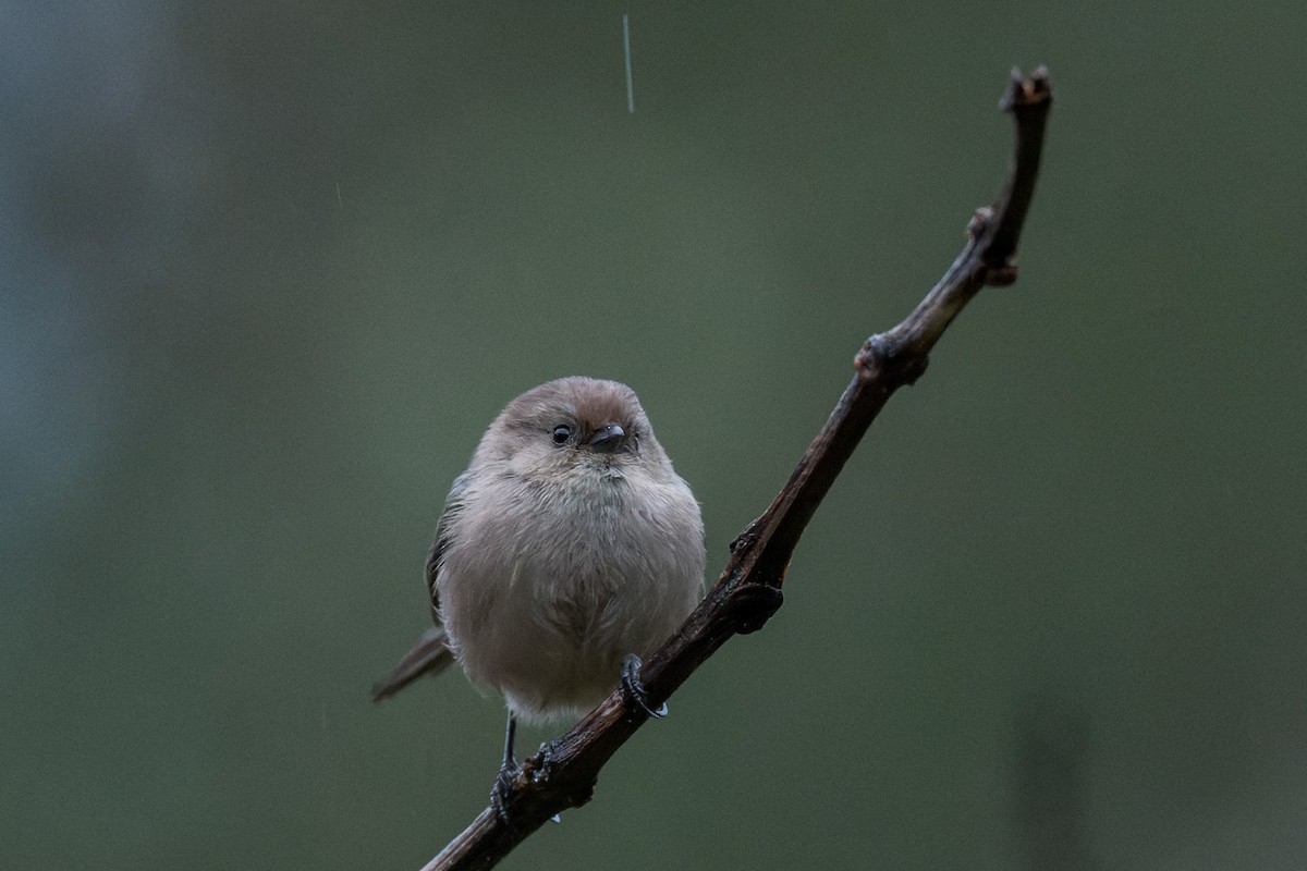 Bushtit (Pacific) - ML643815835