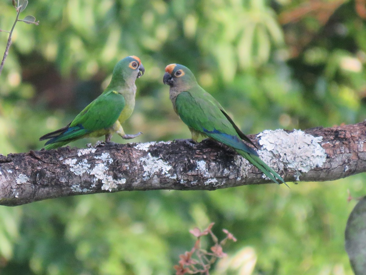 Peach-fronted Parakeet - ML643815837