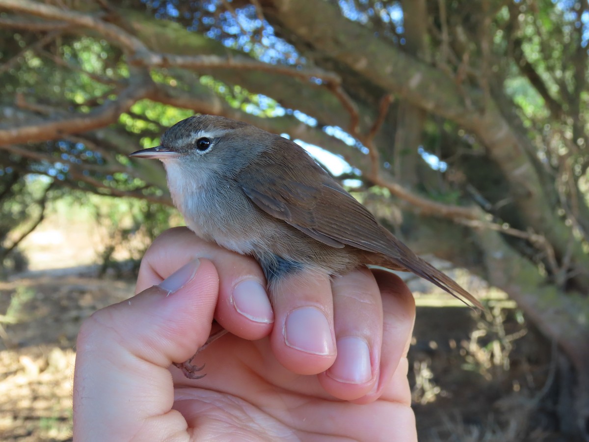 Cetti's Warbler - ML643815841