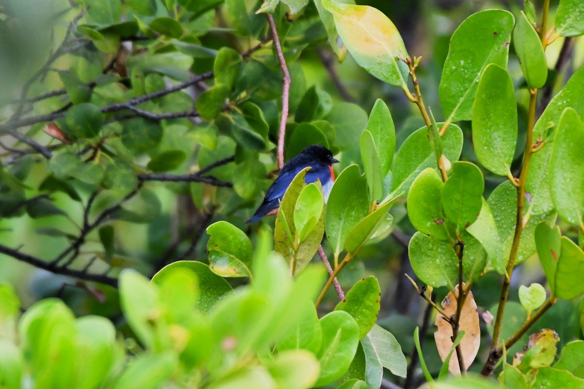 Mistletoebird - ML643815858