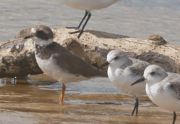 環頸鴴 - ML643815859