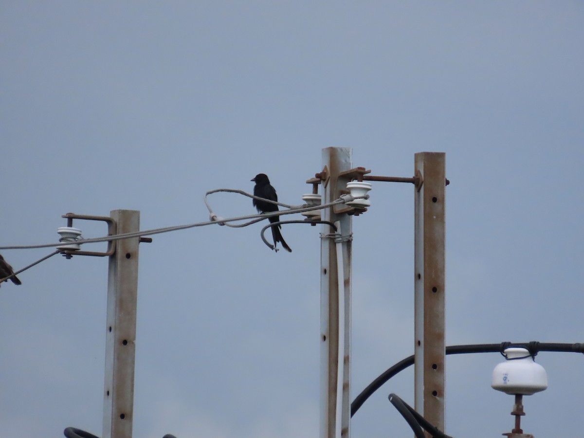 Black Drongo - ML643815865