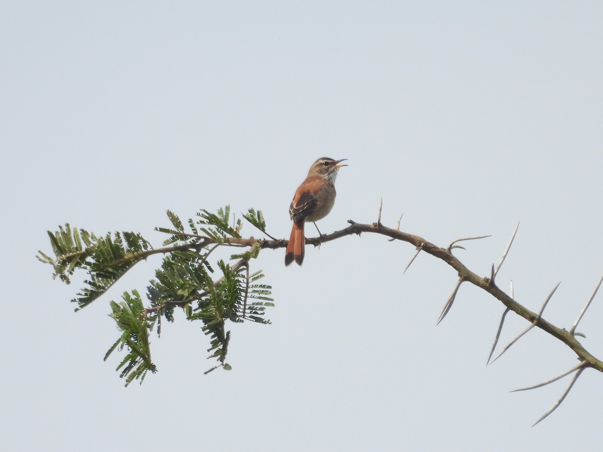 Rufous-tailed Scrub-Robin - ML643815867