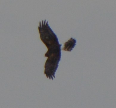 Northern Harrier - ML643815903