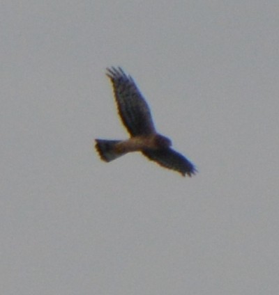 Northern Harrier - ML643815904