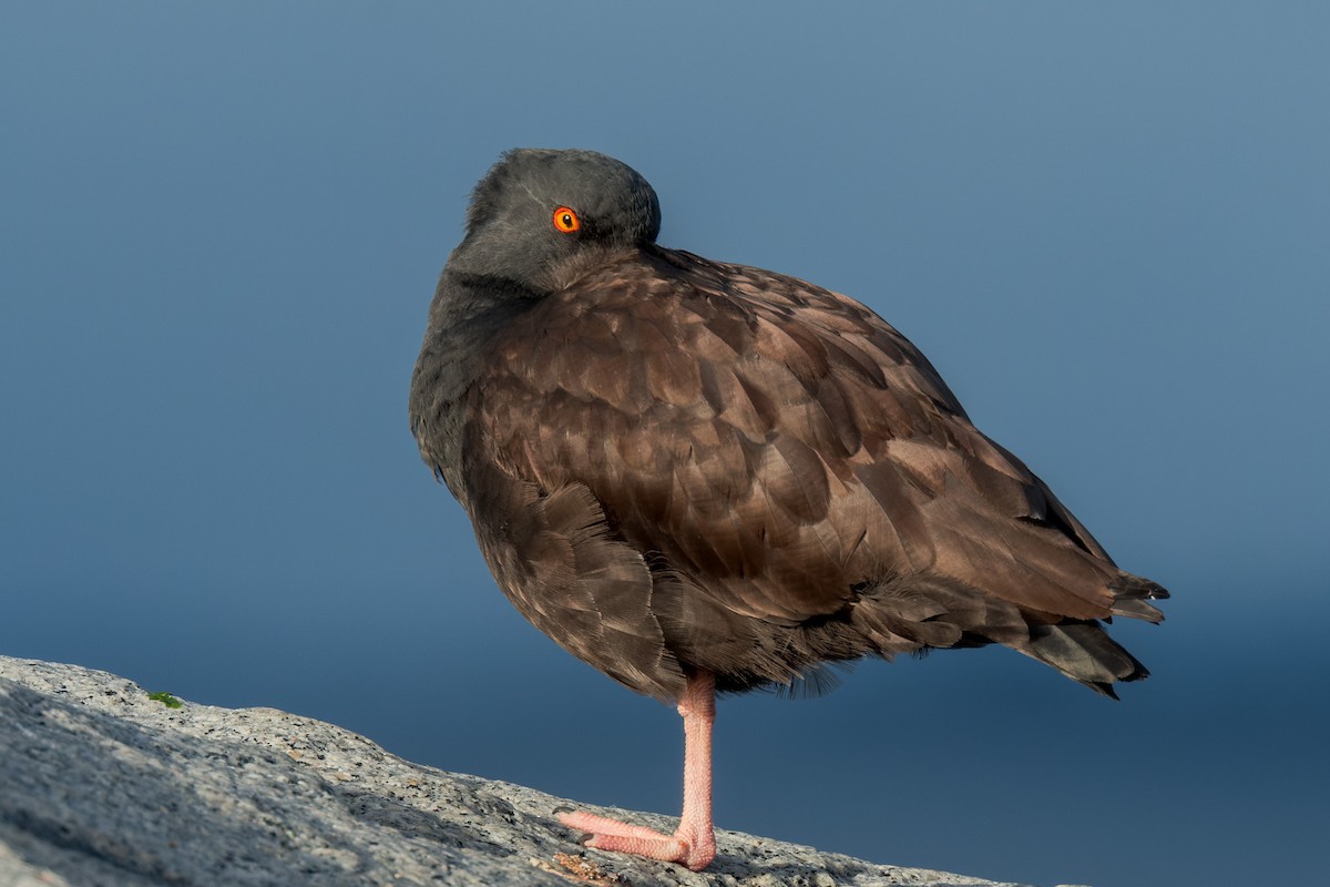 Black Oystercatcher - ML643815915