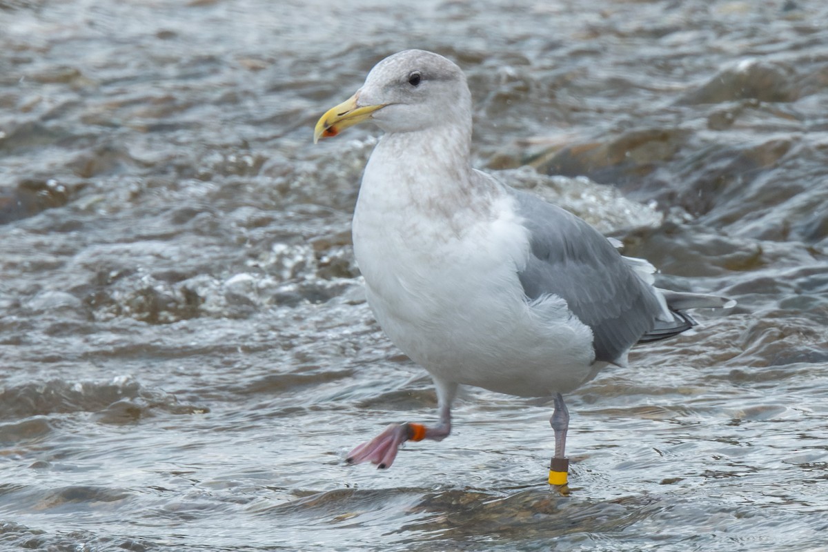 Glaucous-winged Gull - ML643815936