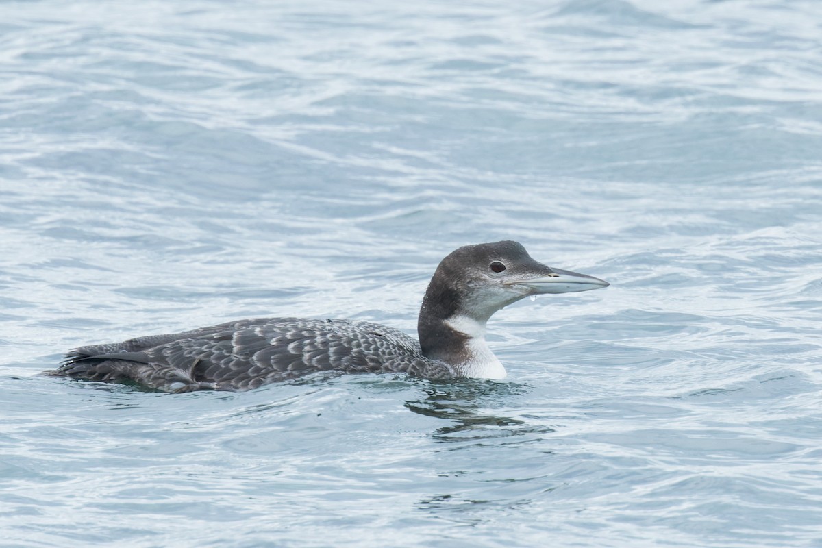 Common Loon - ML643815957