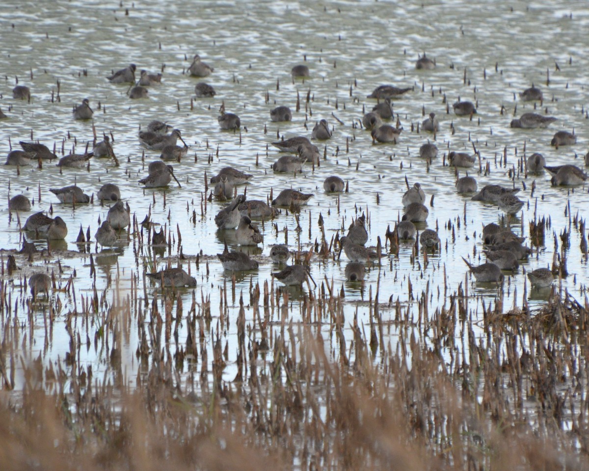 Long-billed Dowitcher - ML643815999