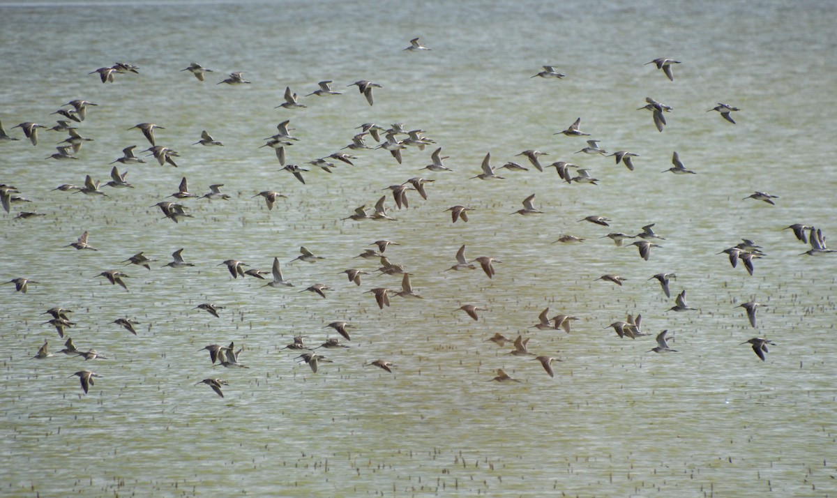 Long-billed Dowitcher - ML643816001