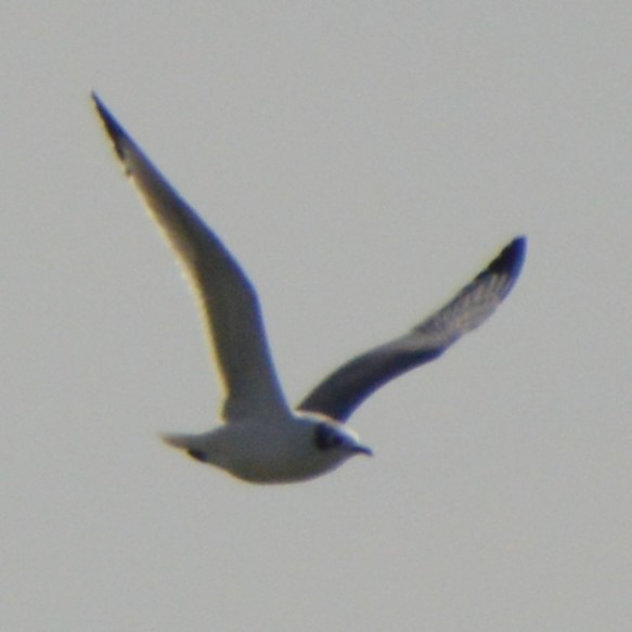 Franklin's Gull - ML643816008