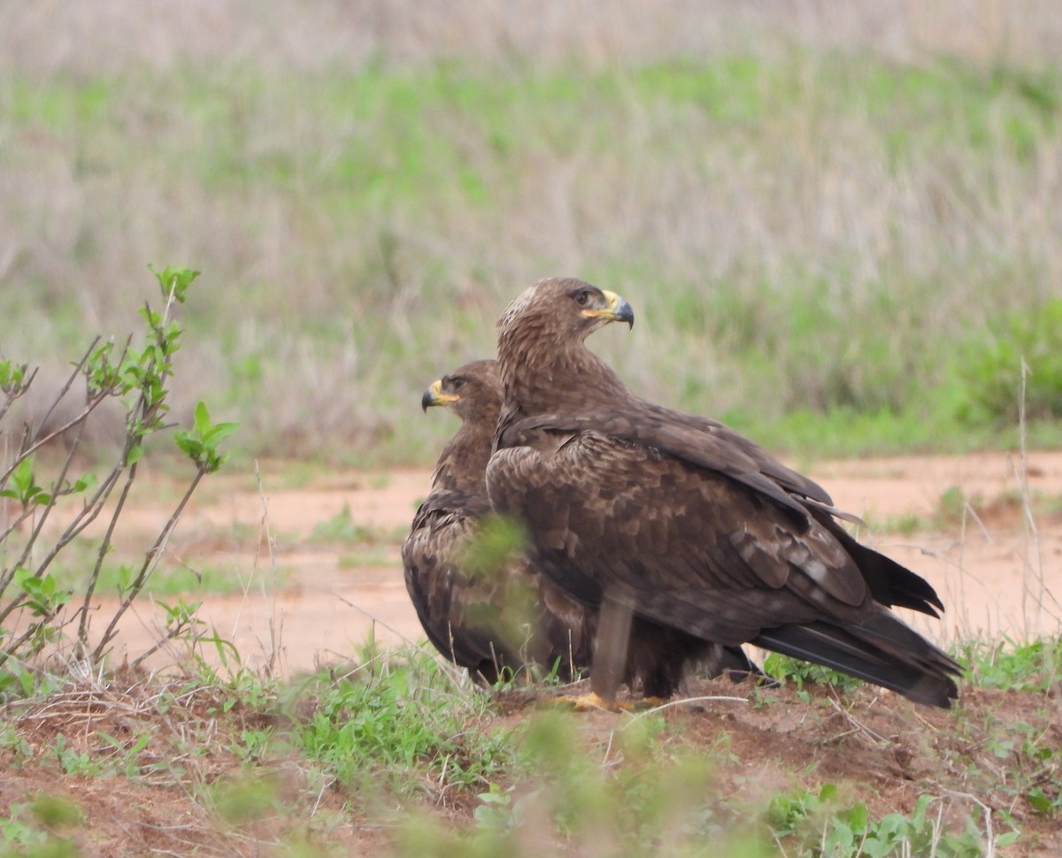 Steppe Eagle - ML643816011