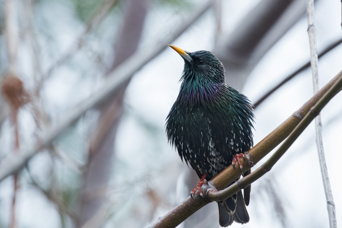 歐洲椋鳥 - ML643816034