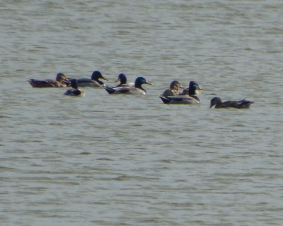 Mallard - ML643816048