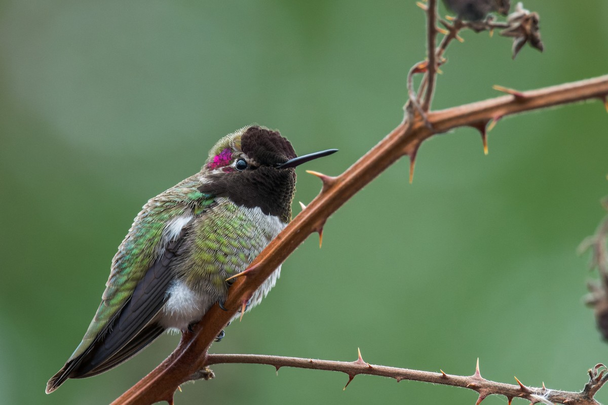 Anna's Hummingbird - ML643816055