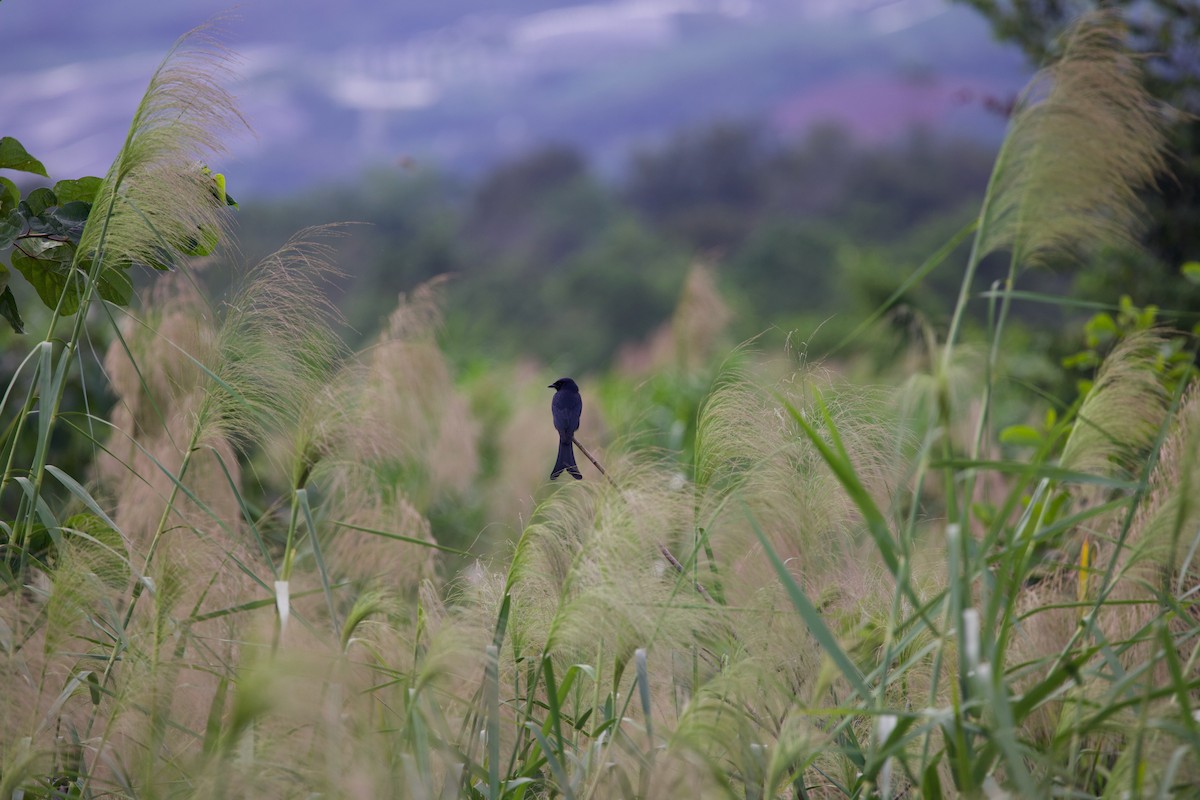 Black Drongo - ML643816074