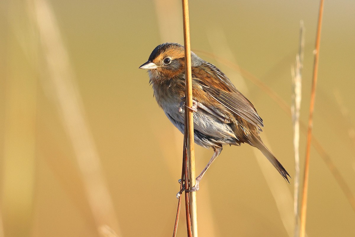 Nelson's Sparrow (Interior) - ML643816084