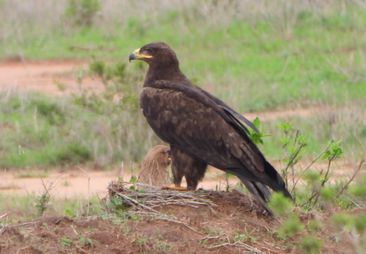 Steppe Eagle - ML643816086