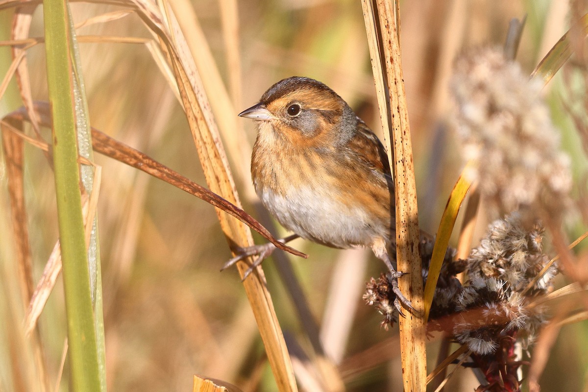 Nelson's Sparrow (Interior) - ML643816087